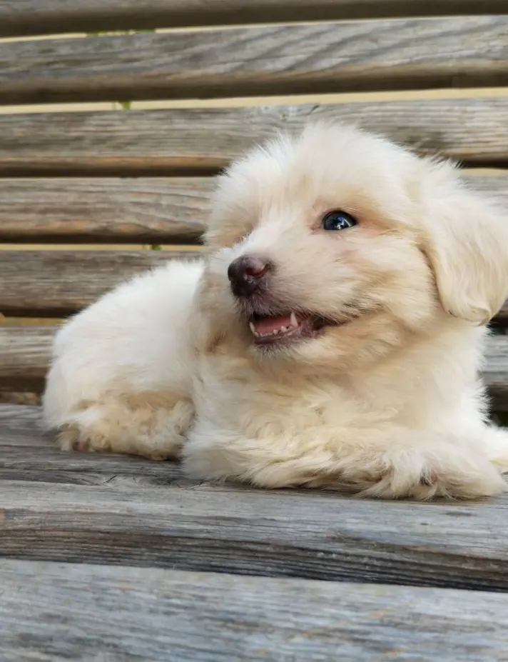 了不起的丰山犬
